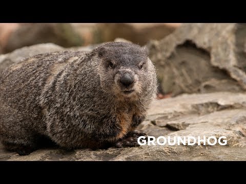 Creature Feature: Groundhog