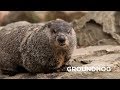 Creature Feature: Groundhog