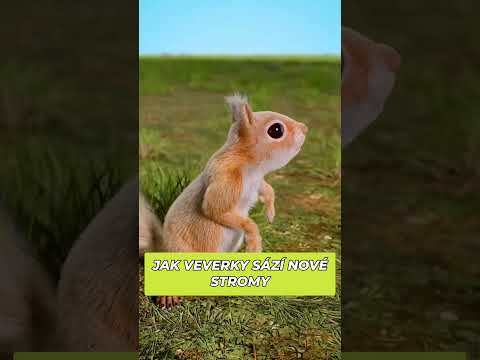 Jak veverky sází nové stromy #pandaaashorts #shorts #zajimavosti zajímavosti a fakta | edukativní