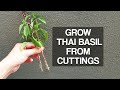 GROW THAI BASIL | Quickly from cuttings