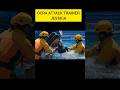Jessica orca dolphin attack #jessica#dolphin#attack#short#live #news#JessicaOrca#trendingLast