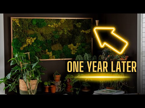 Moss Wall Art DIY 12 months later! (Updates & Some thoughts)