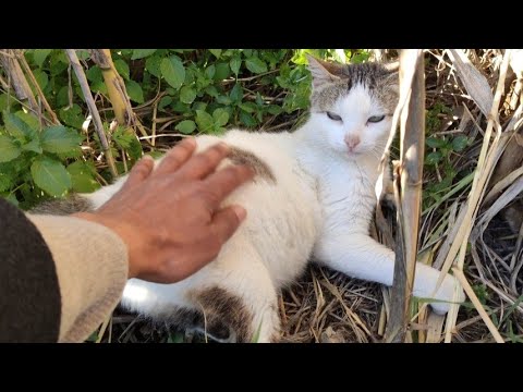 A Cat Lying Among The Dry Reeds Comes After Seeing The Food.