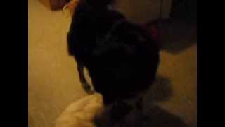 Video04