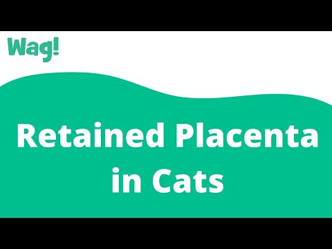 Retained Placenta in Cats | Wag!