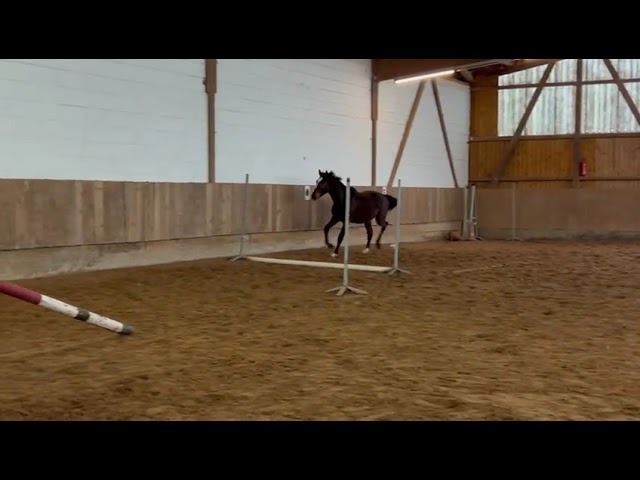 Male Z ideal cso et cce 