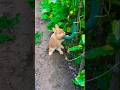 Bunny Ki Garden Me Entry Kya Style Hai Bunny Shorts