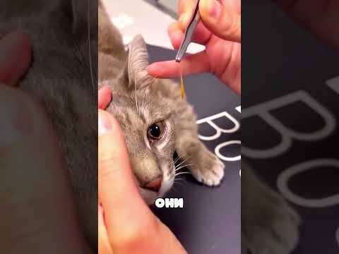 Они думали, что это просто точка в глазу кошки…