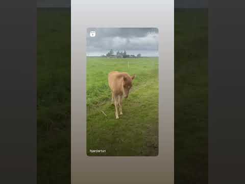 BABY HORSE DANCING #horsedance #babyhorse #horselovers