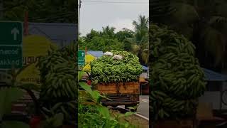 Download lagu ##banana ##123 mp3