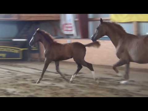 Coupe Gold-Condelaro filly * 04/ 2017 for sale