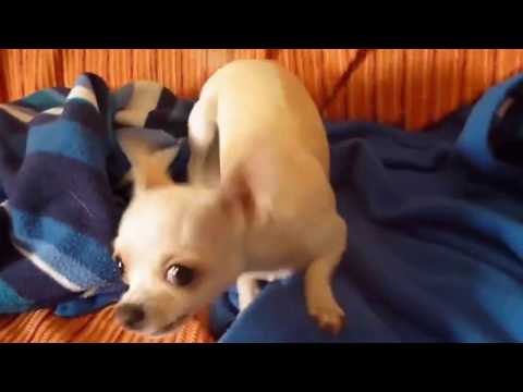 funny dog compilation