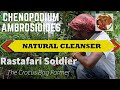 The Worm Bush Natural Cleanser