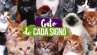O Gato de Cada Signo