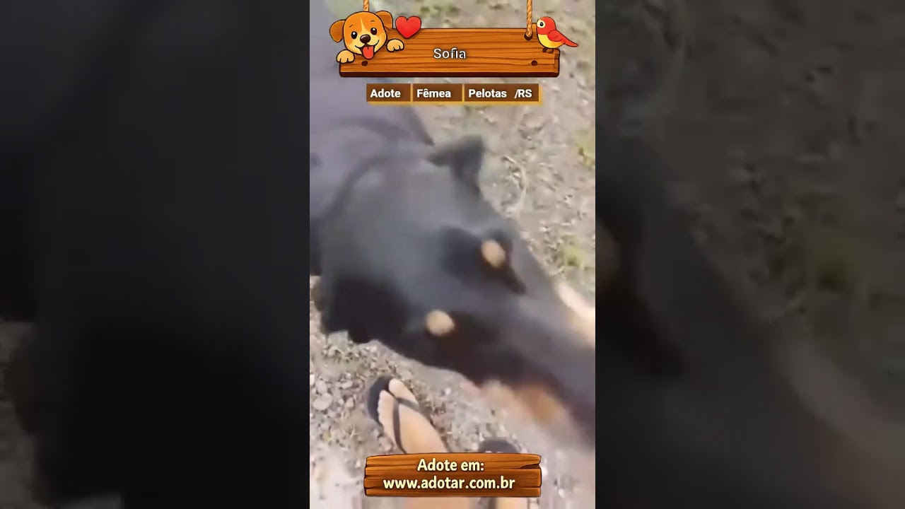 Cachorro raça Dobermann idade 5 anos nome Sofia