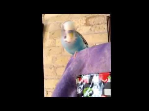 Cute hamster and a silly bird