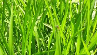 Download lagu OPHIONEA SI MUNGIL PREDATOR#Nada Syahdu Chanel mp3