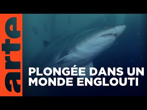 Les épaves, des oasis pour la nature | Documentaire | ARTE