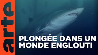 Les épaves, des oasis pour la nature | Documentaire | ARTE