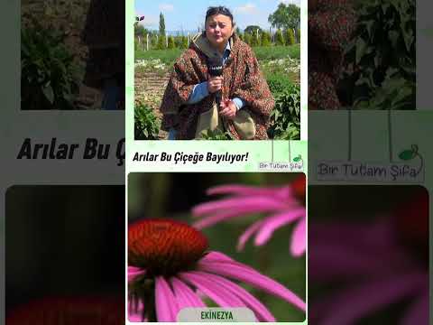 Ekinezya, Ekinezya'nın Faydaları ve Kullanım Şekli Şifalı Bitkiler