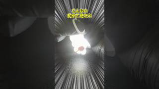 謎のめじるしアクセサリーのガチャガチャを回してみた結果… #ガチャガチャ #ガチャ #カプセルトイ