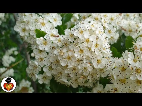 GLOG - prirodni liječnik. Čaj od gloga.