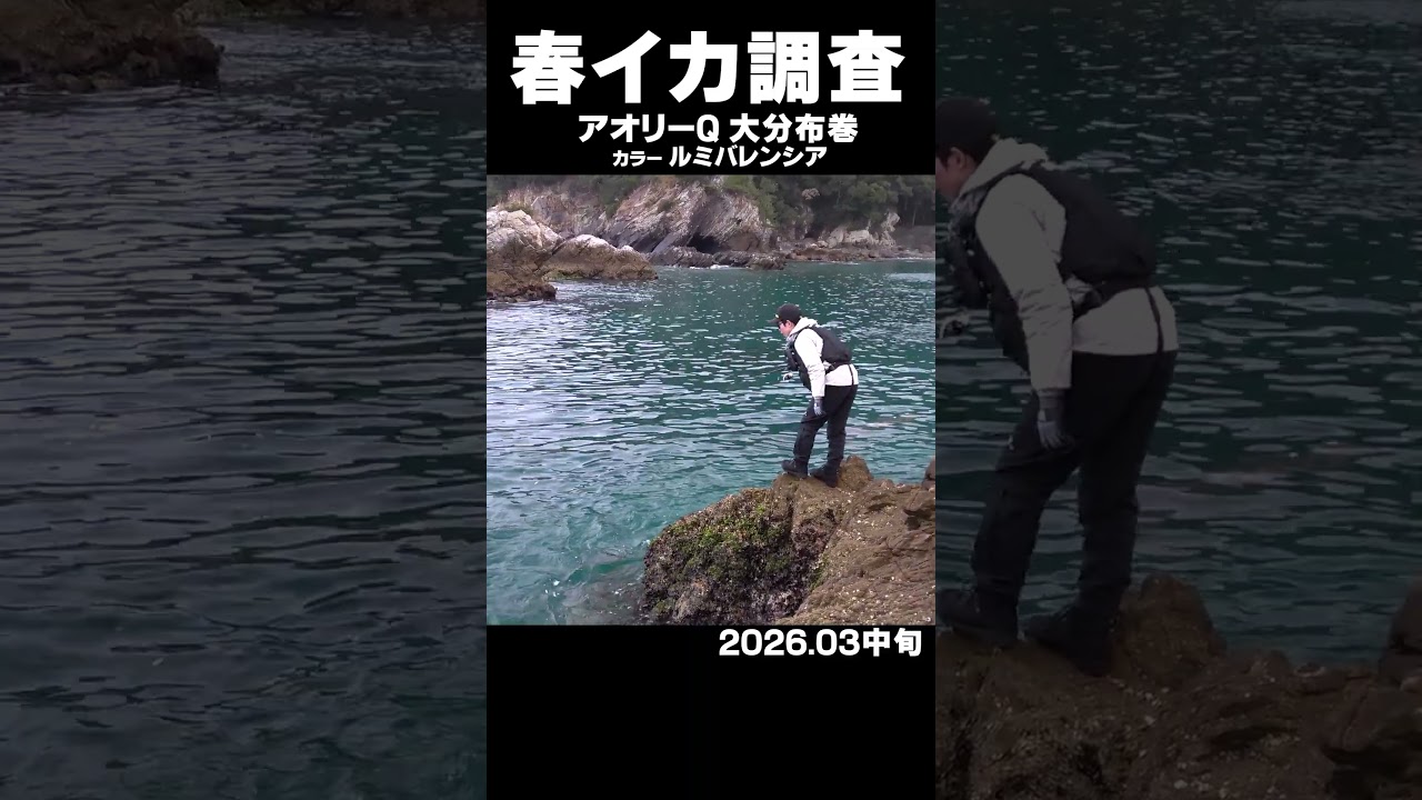 春イカ調査！パート3　アオリーQ 大分布巻「ルミバレンシア」での釣果！#春イカ #アオリーQ #エギング #アオリイカ #元祖