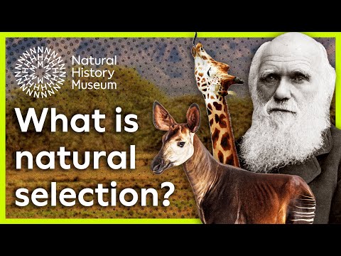 What is natural selection? | Natural History Museum