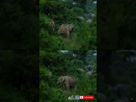 Cute baby elephants enjoy playing inside the forest at beautiful buxa tiger reserve | Shorts#304