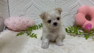 ハーフ犬の動画01