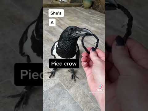 She’s not a magpie people