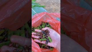 Download lagu Sayur gude hanya ada di wonogiri #sayurgude #gude #shorts mp3