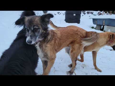 Playing in the snow with Nilofar & Nabat