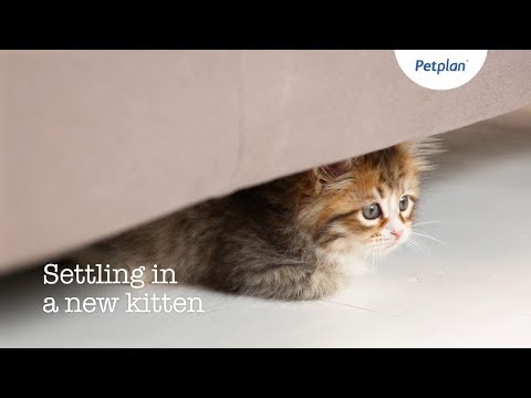 New Kitten Settling Tips | Kitten Training Tips | Petplan