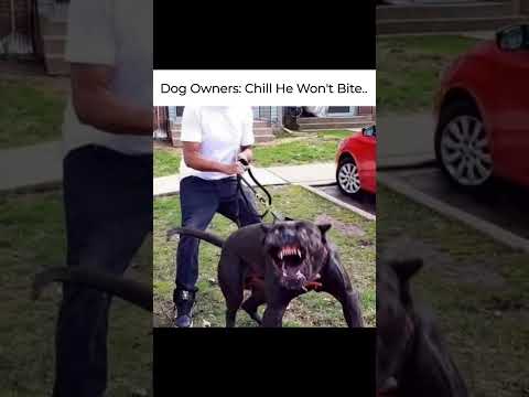 Chill , He will not bite 🗿🤡 #memes #funny #reels #shorts