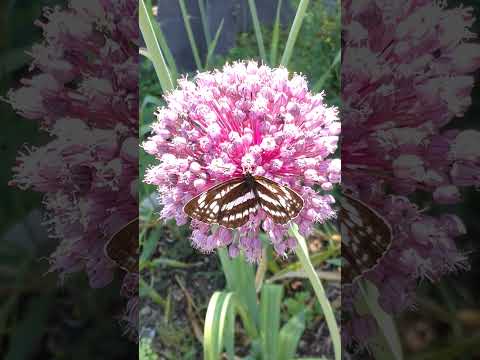 野生ニンニク 植物
