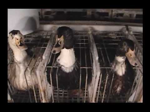 comment traiter foie gras