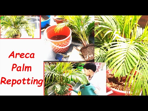 , title : 'Repotting Areca palm #arecapalm #terracegardening'