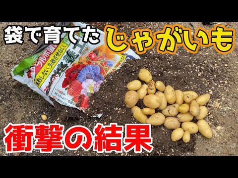 植付袋でジャガイモを栽培:狭いスペースで大きな収穫 植物