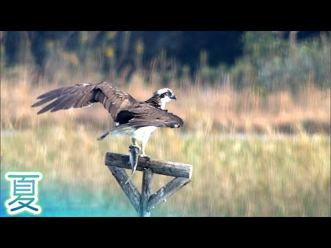 春に鳥を助けるにはどうすればよいですか？私たちの有益なアドバイス!  庭園