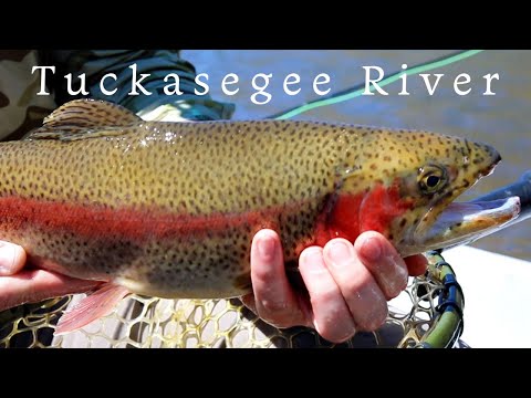 An incredible fly fishing adventure (Tuckasegee River)