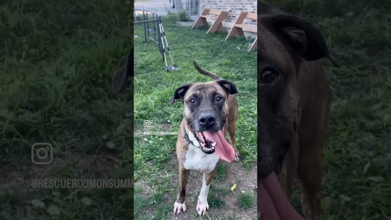 Enlarge Conner, a Adoptable American Bulldog in Kittanning, PA video 5/5