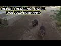 Melatih Anak Berang Berang Mengenal Rumah Dan Ownernya