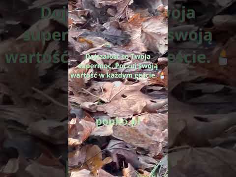 [Encyklopedia Wiedzy Duchowej] Z wiekiem uczymy się, że najważniejsze bitwy to te wygrane ze samym sobą. Jesień życia przynosi spok