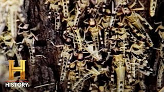 RAGING LOCUST SUPER SWARM | Countdown to Armageddon | History
