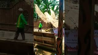 Download lagu Sang Garuda yang gagah perkasa #widjachannel #shorts #garuda mp3