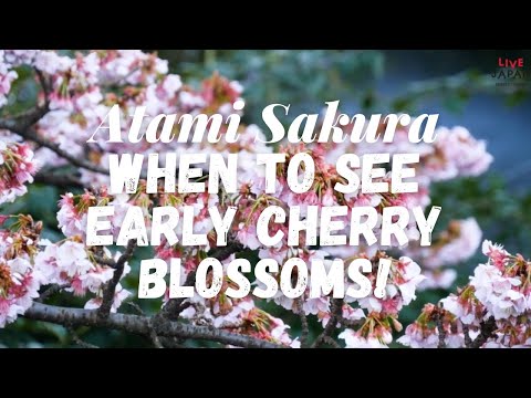 Checking Out Japan's Early Blooming Cherry Blossoms in Atami! - LIVE JAPAN