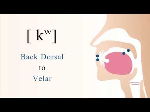 [ kʷ ] unvoiced unaspirated labialized back dorsal velar stop