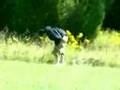 Going hunting 