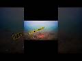 Video Thumbnail for Thats not a walleye #fishing #shorts #icefishing